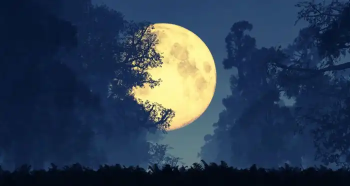 Запрет на разводы, «Кока-Кола» от жуков и другие интересные факты обо всём