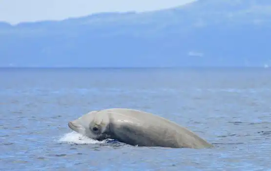 Клюворыл: Кит, что обитает во мраке бездны. Опускается на глубину в 3 километра и задерживает дыхание на 3 часа!