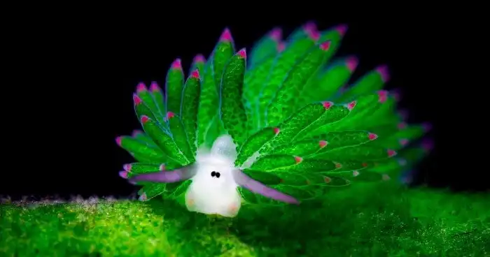 5 интересных фактов про морскую овечку