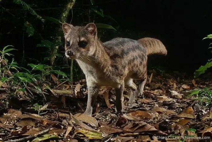 Фаналука: Мадагаскарская «лисичка» с жирненьким хвостом. В нём она хранит свои запасы!