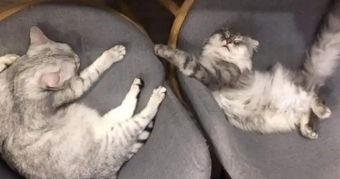 Круче одного кота, может быть только несколько котов