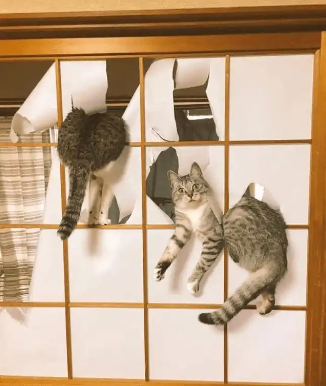 Круче одного кота, может быть только несколько котов