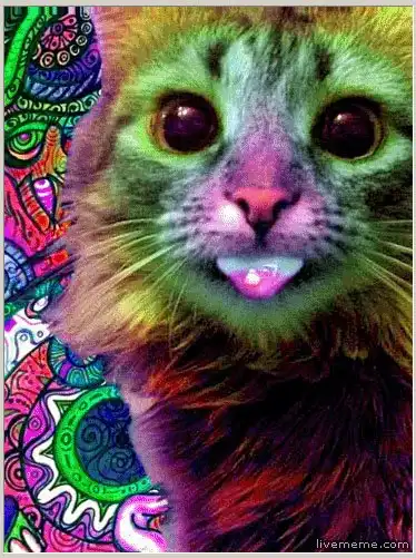 Экспедиция 40: Кот Барбос