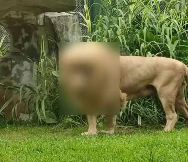 В Сети посмеялись над львом из зоопарка Гуанчжоу из-за его провальной прически