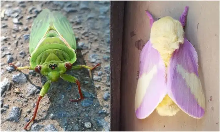 20+ любопытных кадров из мира насекомых