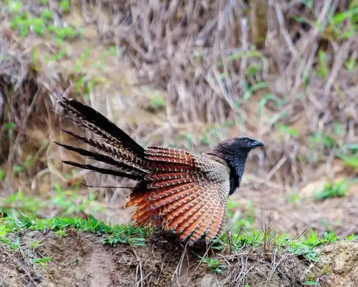 Фазанья шпорцевая кукушка: Яйца не подкидывает, не кукует, избегает полёта. В Австралии правда всё наоборот