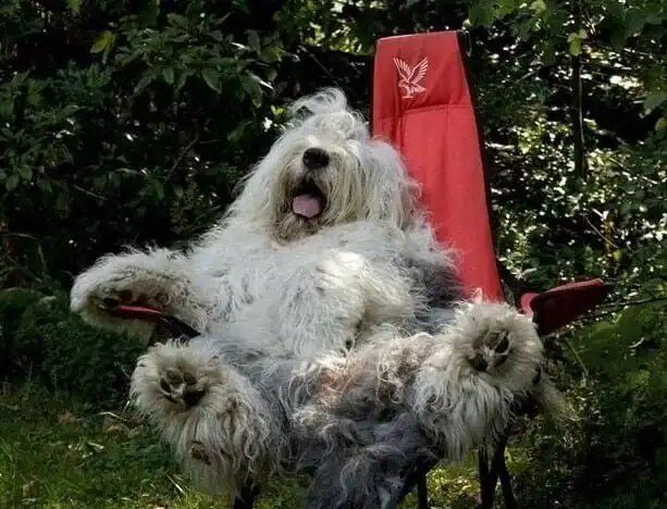 Южнорусская овчарка: Настолько преданы, что их за это истребляли. Брутальный пёс с храбрым сердцем