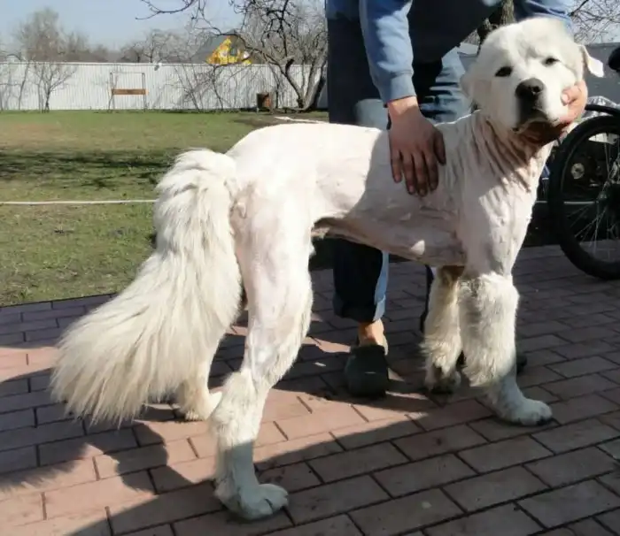 Южнорусская овчарка: Настолько преданы, что их за это истребляли. Брутальный пёс с храбрым сердцем