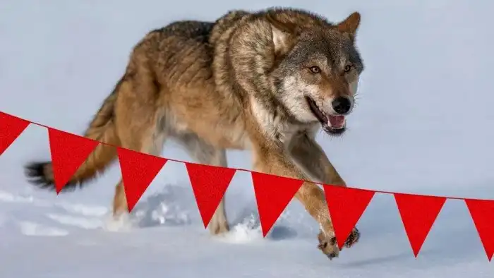 7 малоизвестных фактов о серых волках