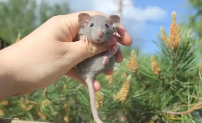 Крыса дамбо: Милые грызуны, против которых выступают некоторые крысоводы. Почему?