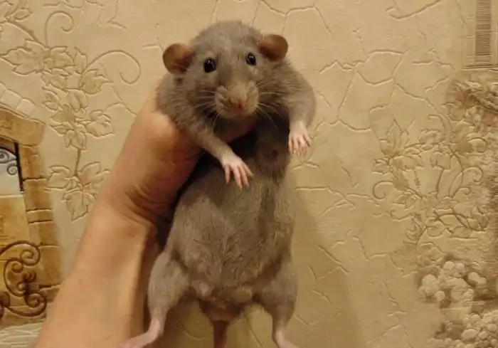 Крыса дамбо: Милые грызуны, против которых выступают некоторые крысоводы. Почему?