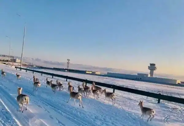 Дзерен: Один из двух видов антилоп в России. Супер выносливые животные проходят десятки километров ежедневно и живут при морозе в -40