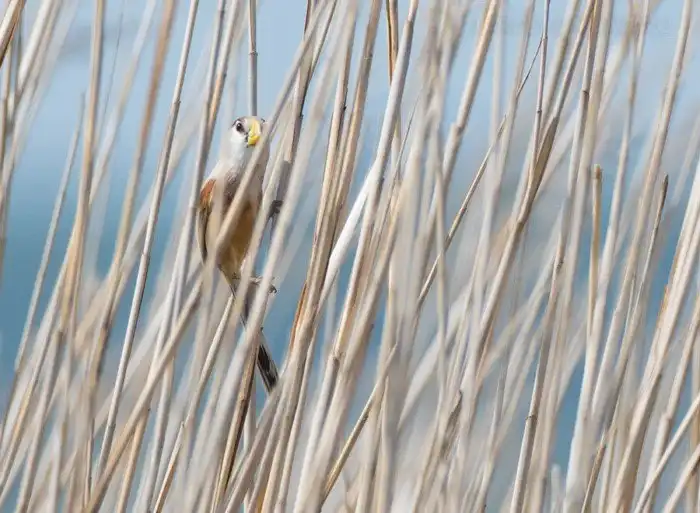 Тростниковая сутора: Птица уничтожает вредителей с хирургической точностью. Всё благодаря особому строению клюва