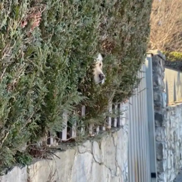 30 «неудачных» фото забавных и очаровательных собакенов