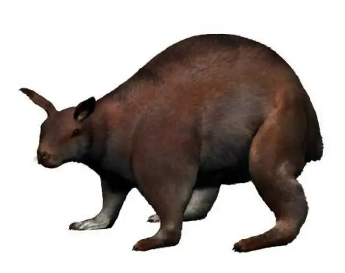 Нуралагус: Суперзаяц с острова Манорка. Был размером с собаку, но это не помогло от нашествия коз