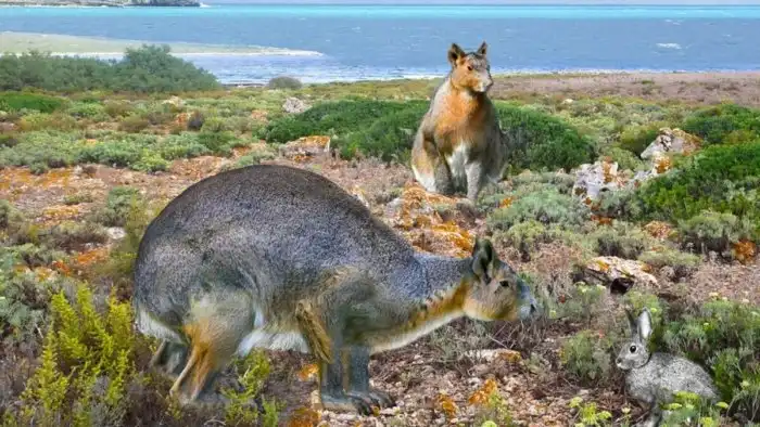 Нуралагус: Суперзаяц с острова Манорка. Был размером с собаку, но это не помогло от нашествия коз