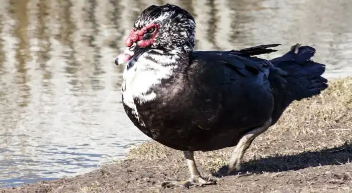 Мускусная утка: Полудикая утка, о которой ходит множество мифов. Разбор сильной путаницы в названиях и происхождении