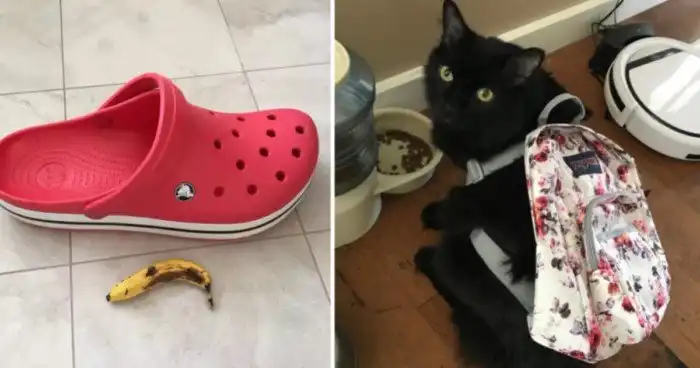 15 человек, которым интернет-шопинг подложил свинью