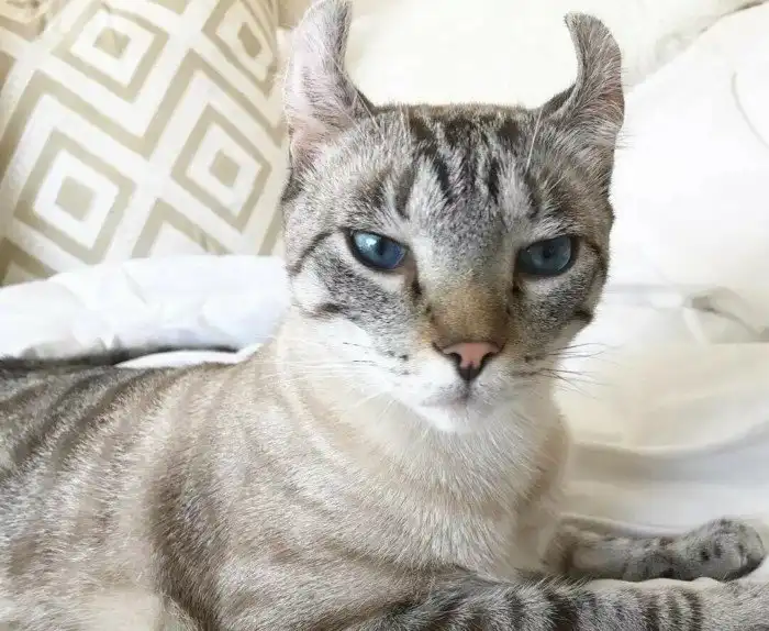 Американский кёрл: Котики с завёрнутыми ушами и неутомимой энергией. Как одна странная мутация дворовой кошки породила целую породу