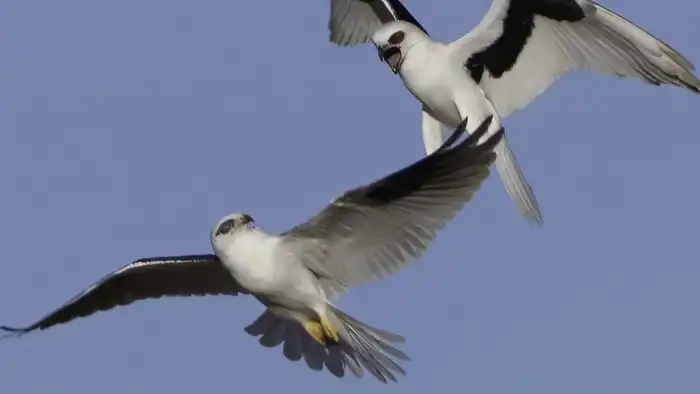 Буквокрылый дымчатый коршун: Птица, сломавшая логику семейства. Дневной хищник, который охотится ночью