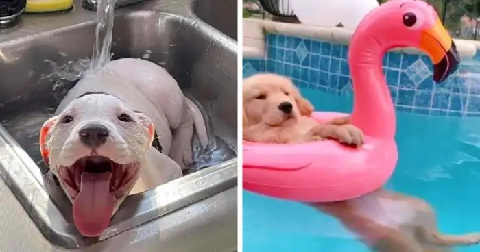 15 летних фотографий с участием кошек и собак