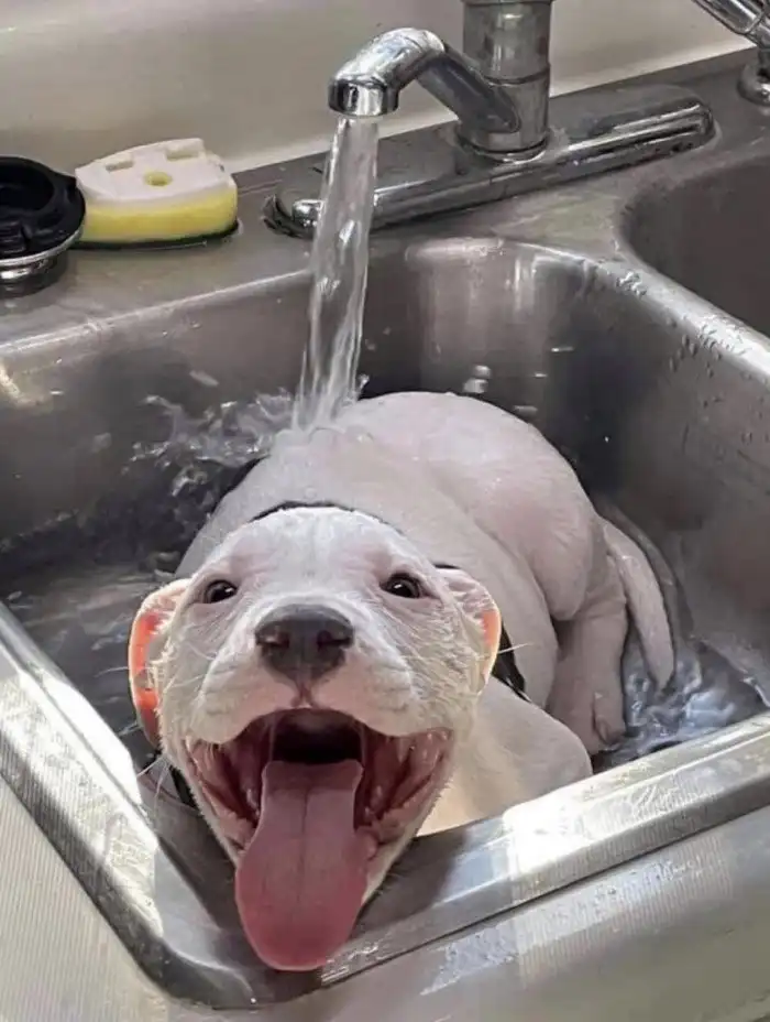 15 летних фотографий с участием кошек и собак