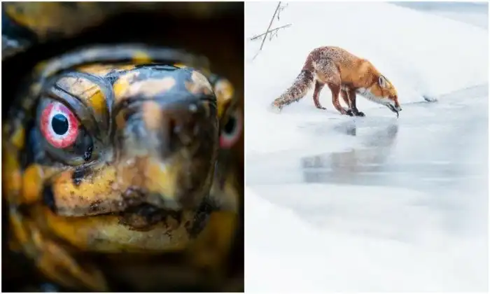 20+ удивительных кадров из мира животных