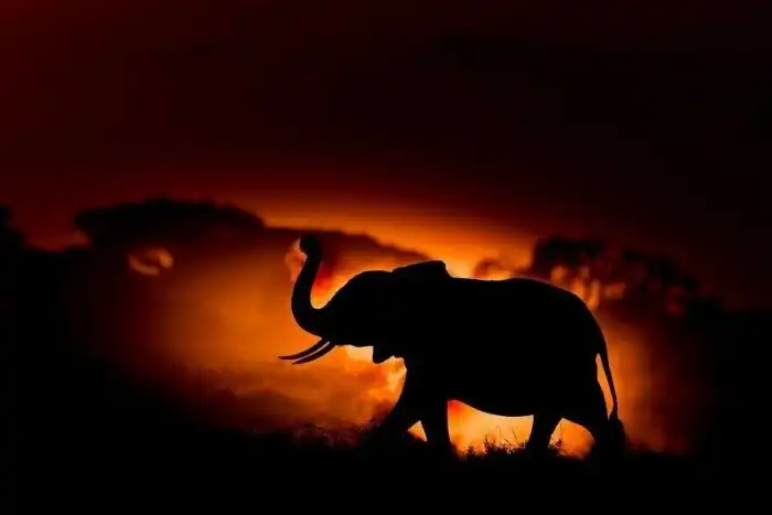 20+ удивительных кадров из мира животных