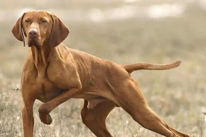 Венгерские выжлы: Этой породе уже больше 1000 лет, но она всё равно актуальна! Раньше их держала знать для охоты, а теперь они спасают людей