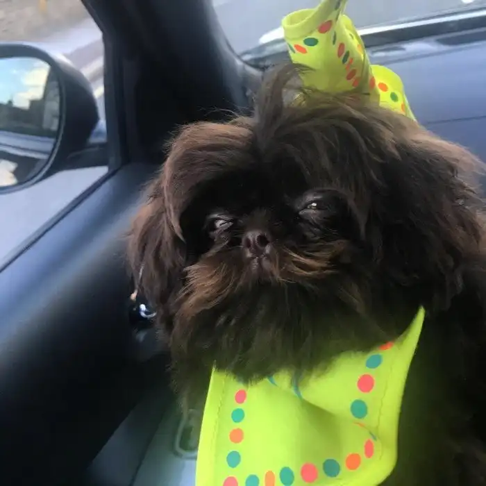 Стрижка не удалась: животные, у которых был неудачный поход к грумеру