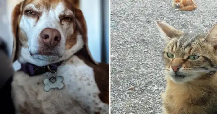 15 уморительных кадров, доказывающих, что хвостатые тоже очень эмоциональны