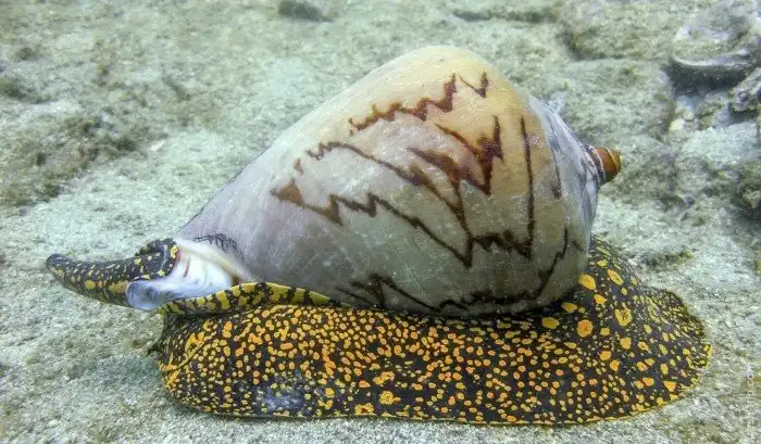 3 вида «оружия» одних из самых опасных в мире существ: почему они так интересуют учёных