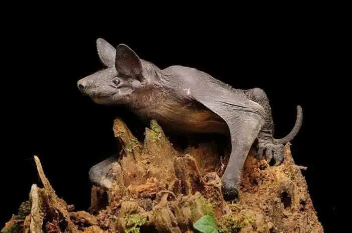 Голокож: Лысое тело и страшная вонь. Эта редкая летучая мышь научилась разгоняться до 100 кмч