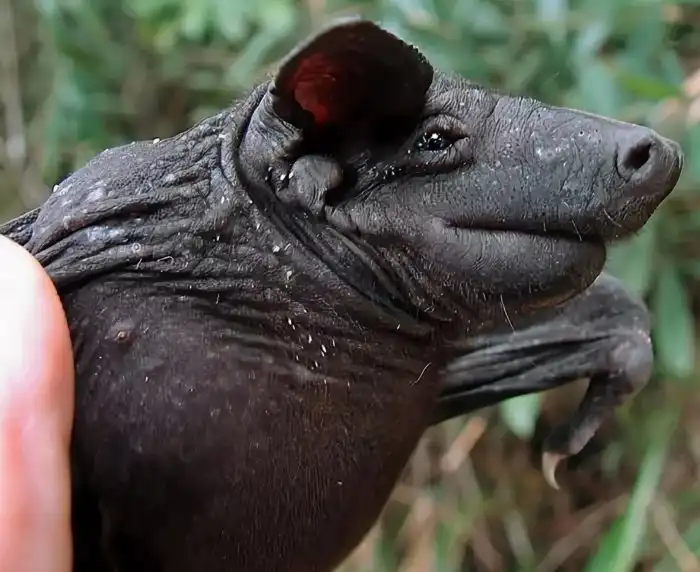 Голокож: Лысое тело и страшная вонь. Эта редкая летучая мышь научилась разгоняться до 100 кмч