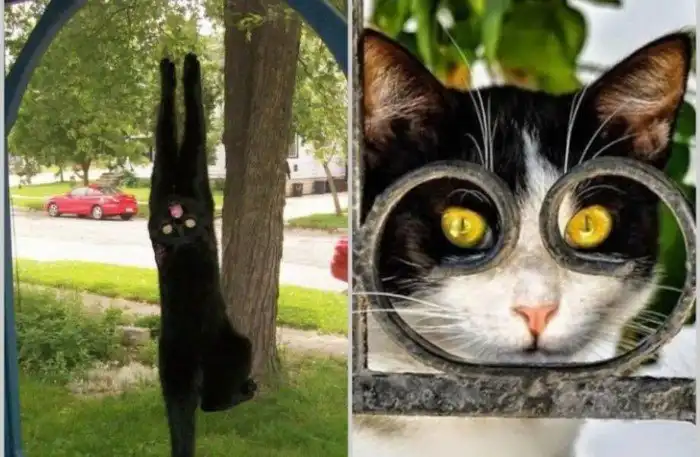 Кошки делают этот мир чуточку прекраснее и веселее, и вот доказательства