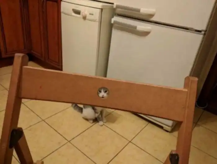 Кошки делают этот мир чуточку прекраснее и веселее, и вот доказательства