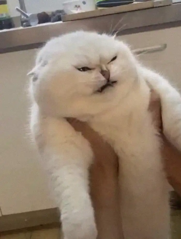 20 смешных кошачьих эмоций, в которых вы наверняка узнаете себя