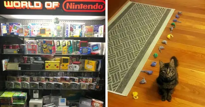 30 необычных и забавных коллекций, которыми похвастались пользователи сети