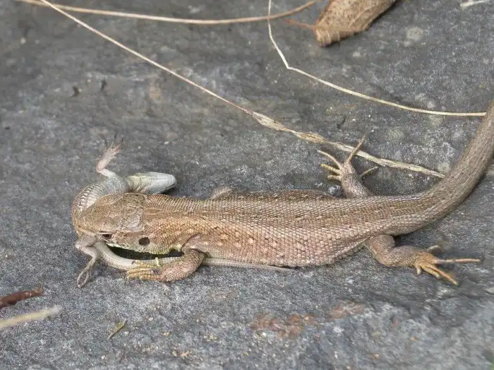 Прыткая ящерица: Самая распространенная ящерица России. Как живут наши полевые рептилии?