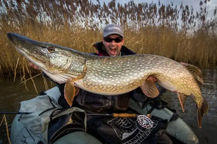 Щука против пираньи: кто сильней?