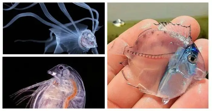 Чистые как стекло: 20 прозрачных животных у которых видно душу