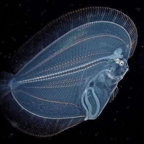 Чистые как стекло: 20 прозрачных животных у которых видно душу