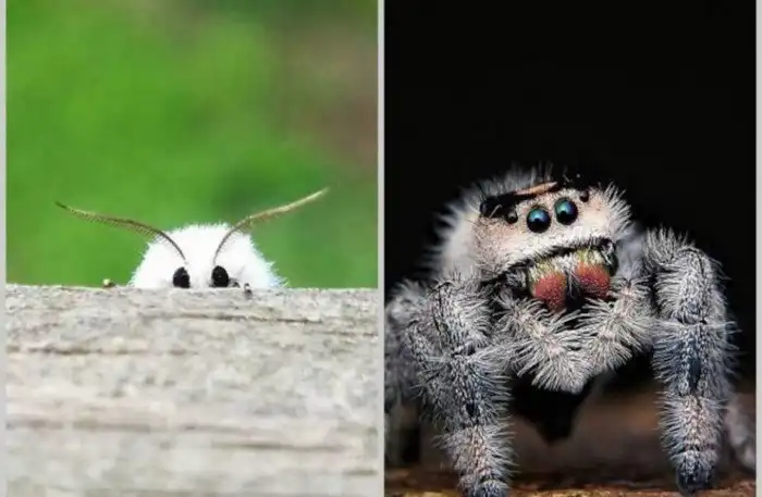 16 доказательств, что насекомые могут быть не только страшными, но и очень милыми