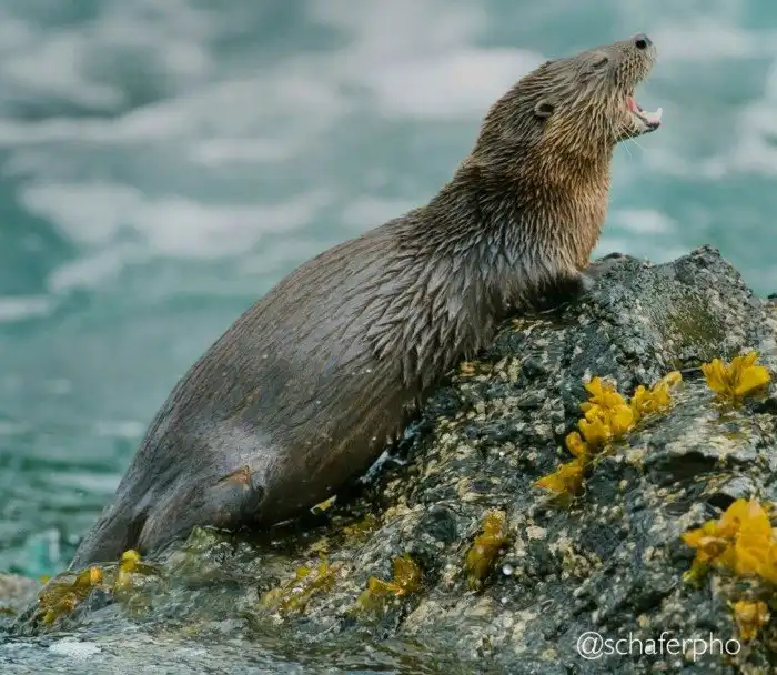 Кошачья выдра: Самое маленькое морское млекопитающее живёт среди скал и волн. Как противостоять бушующему океану, когда ты размером с кошку?