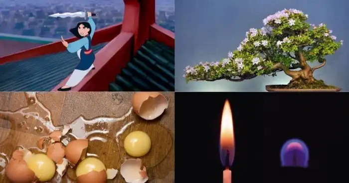 Жестокая Мулан, пивной алкоголизм, не дерево бонсай и другие любопытные факты
