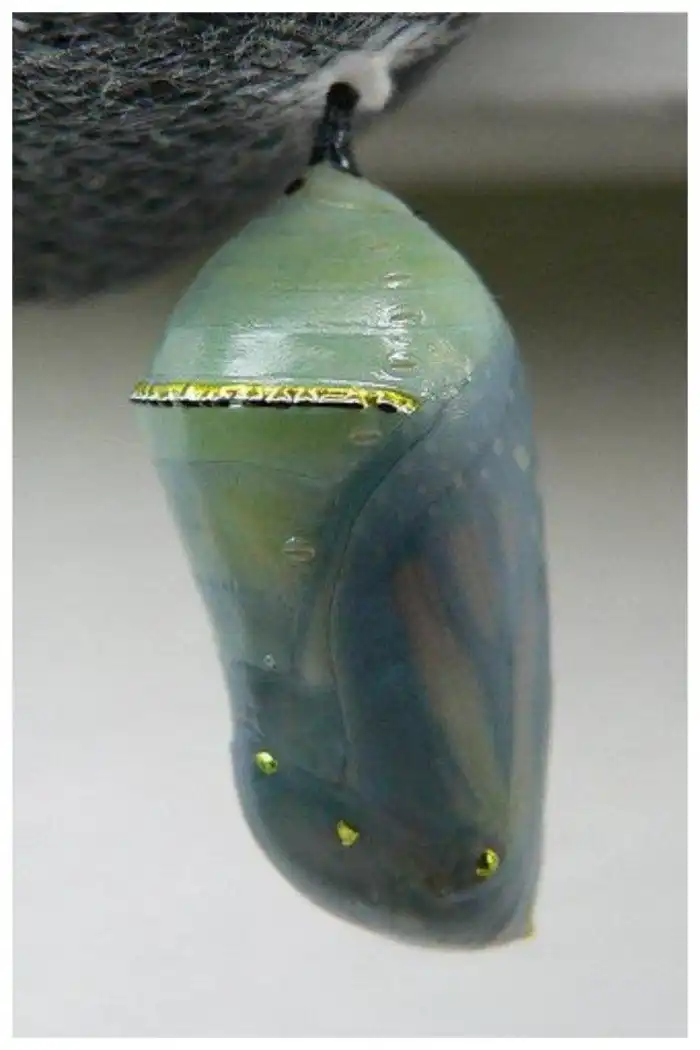 Такого вы еще не видели: 25 фантастических куколок, которые вас поразят