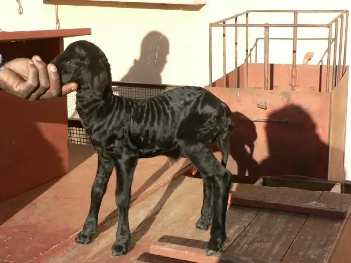 Каракульные овцы: Ни шерсти, ни молока, ни мяса. Самое ценное в этой породе — новорождённые ягнята. Зачем их разводят?