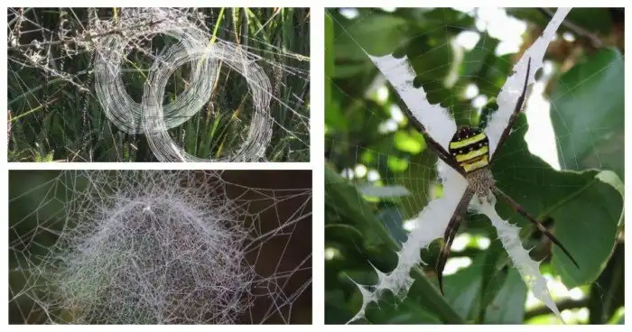 21 удивительная паутина, которая заплетет ваше сердечко нежностью