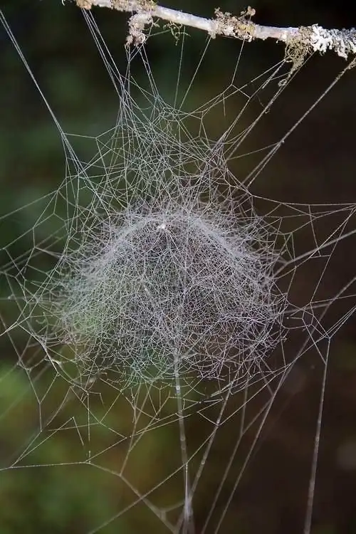 21 удивительная паутина, которая заплетет ваше сердечко нежностью