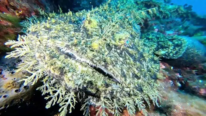 Бородатый воббегонг: Это акула. Хотя больше смахивает на огромный хищный ковёр со дна океана